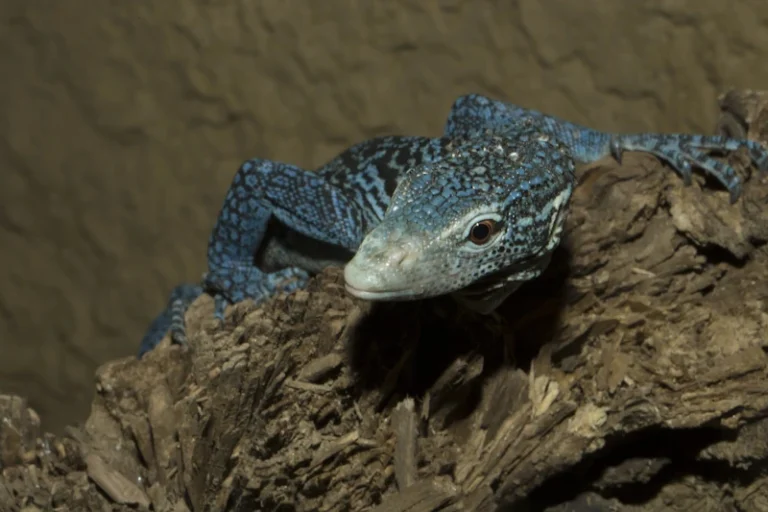 blue lizard Capri